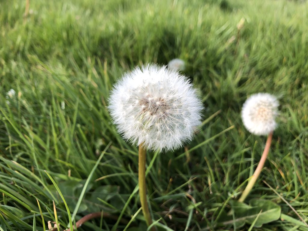 Dandelion puff ball